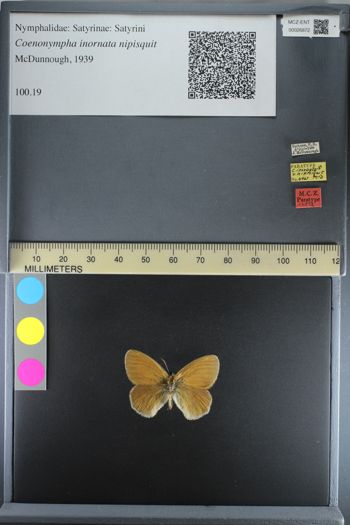 Media type: image;   Entomology 26872